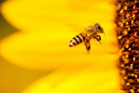smart animals bee