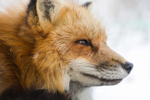 fox smart animal