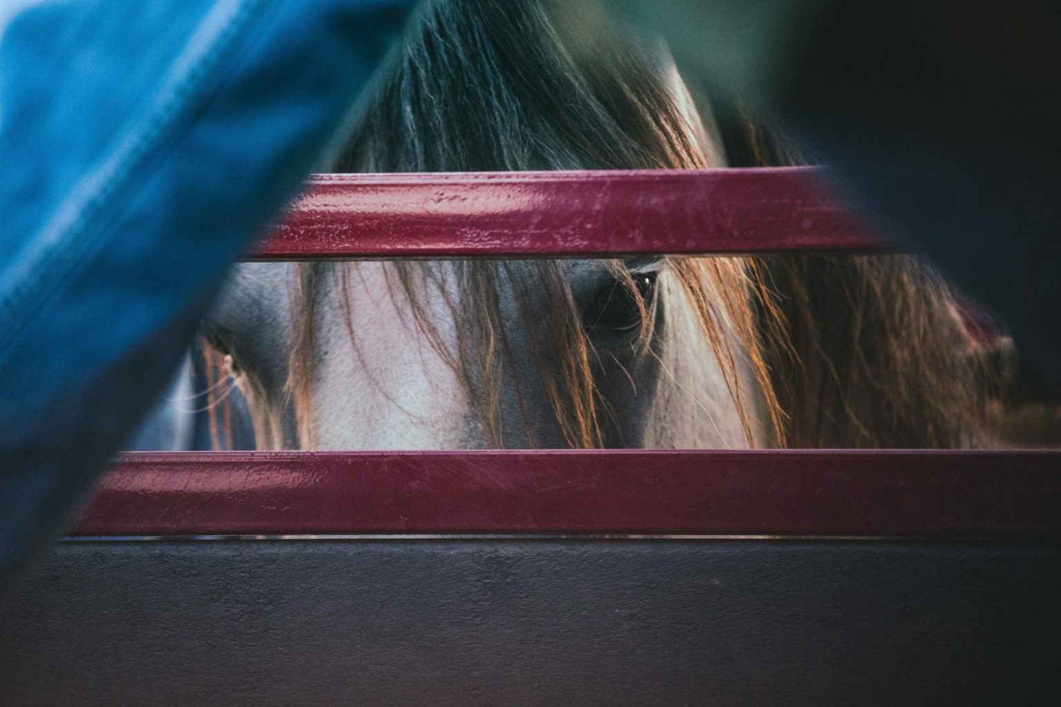 What Is the Horse Protection Act?