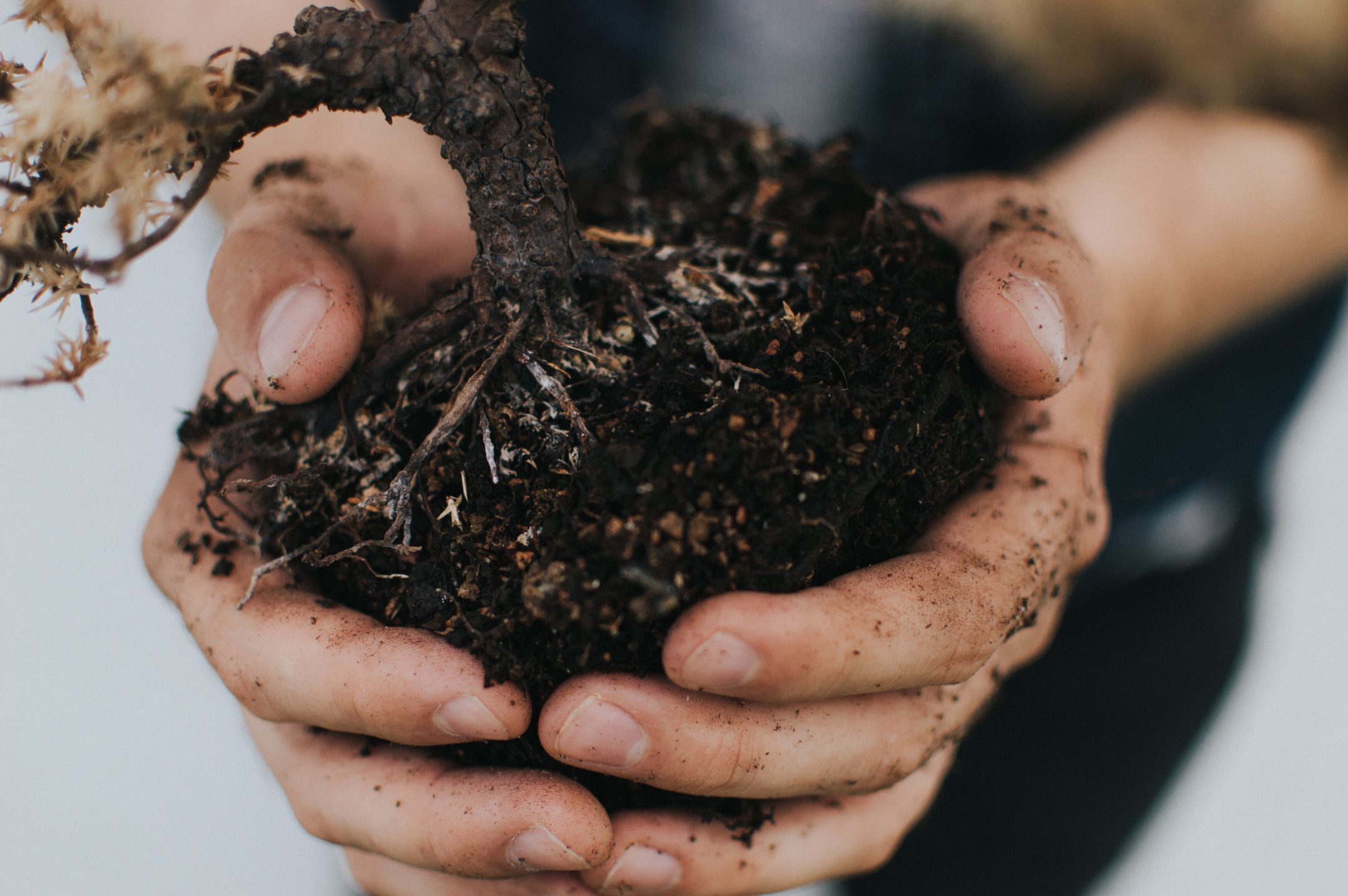 plant sustainable food