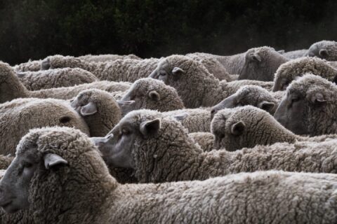 sheep humane slaughter