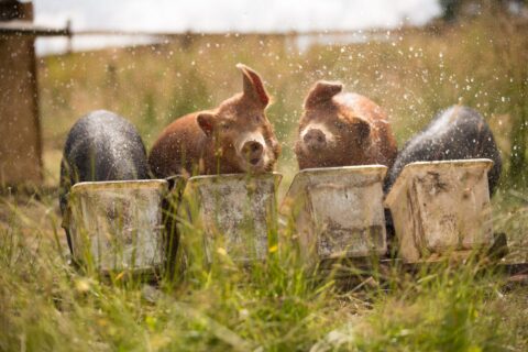 pig farm humane