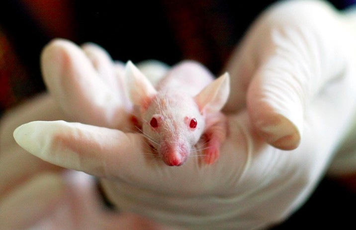 what is animal testing