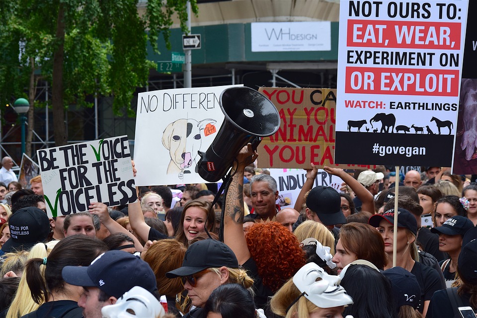 new york animal rights groups