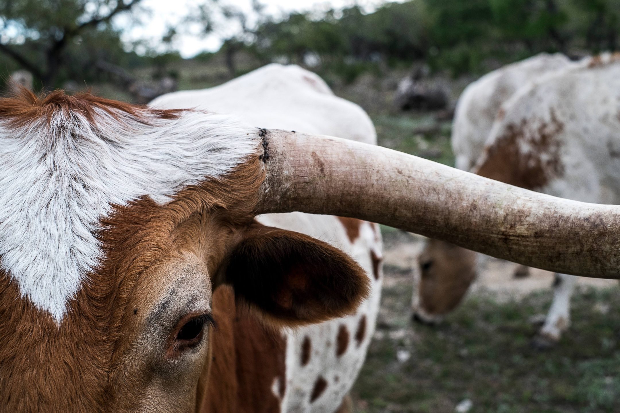 cattle climate change