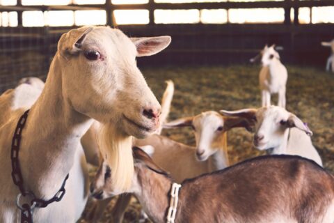 farm animal goats