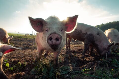 farm animals pig