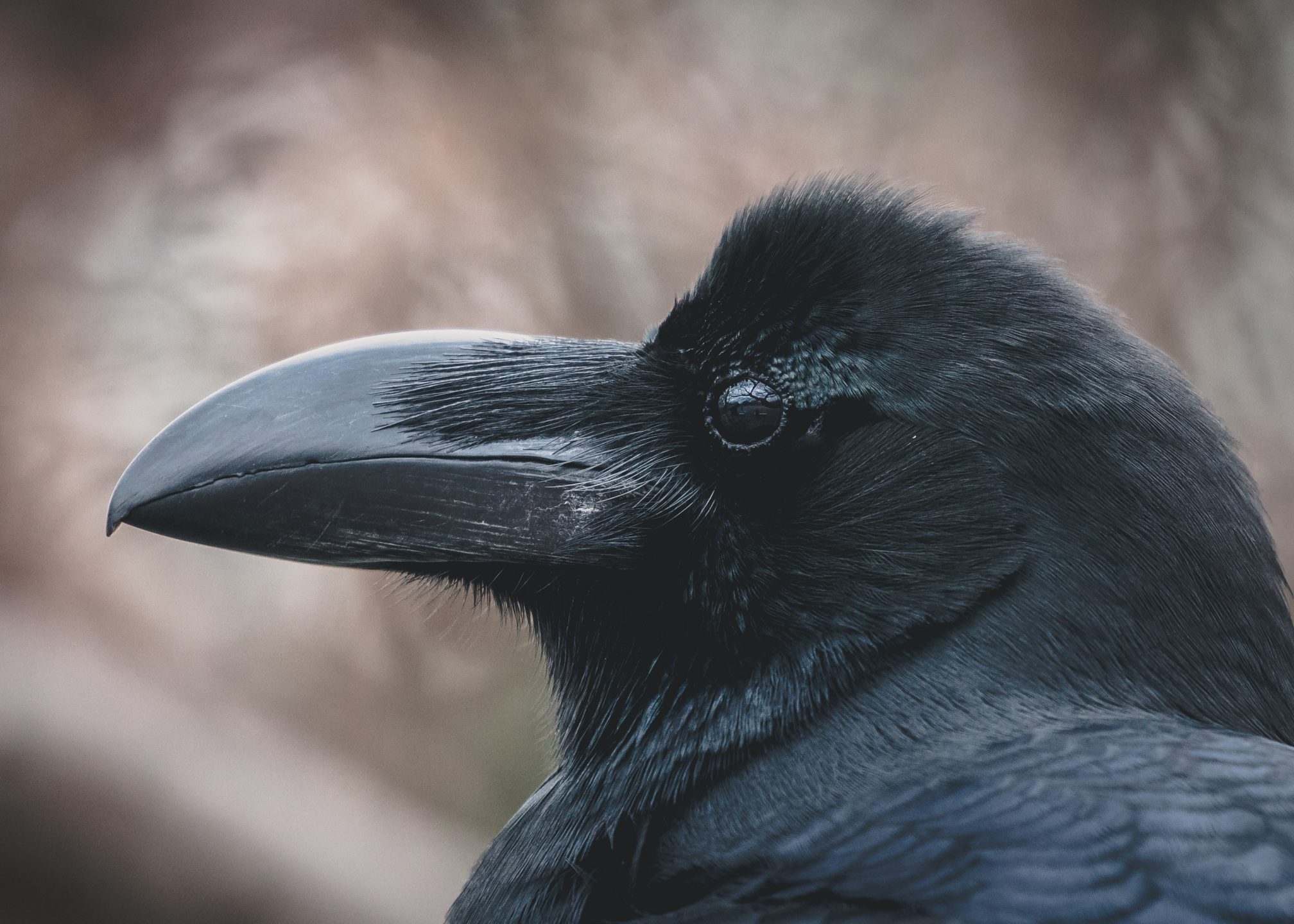 the ravenmaster book