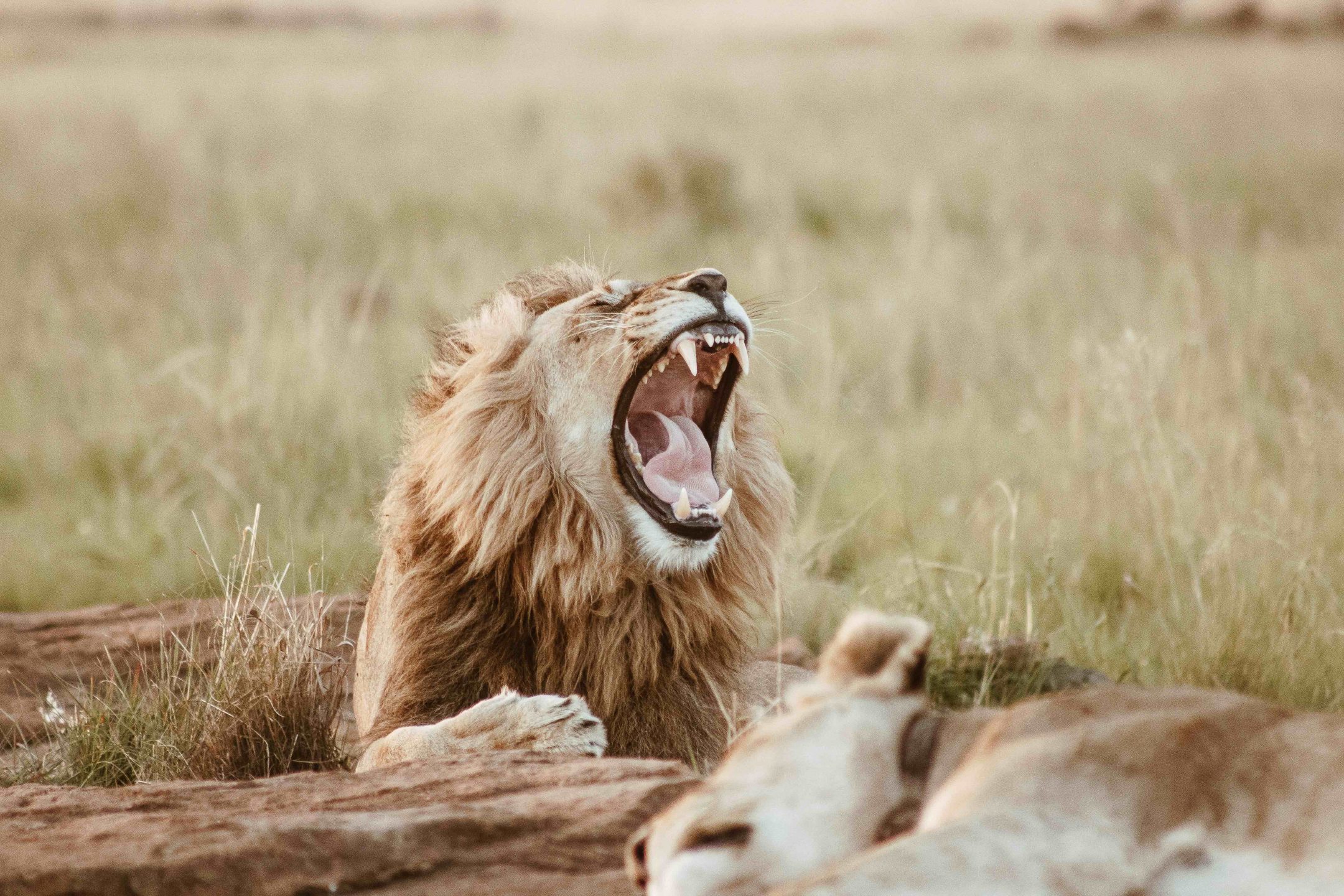 lion Africa wildlife