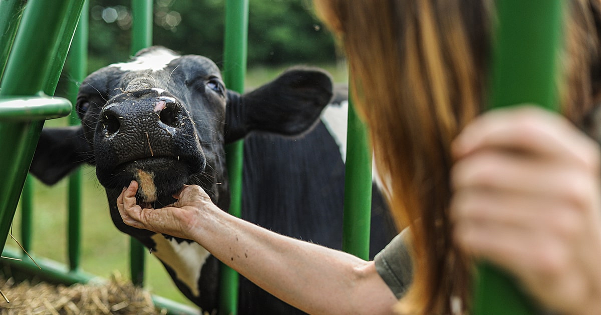 What Is Dairy Farming and Why Is It Bad?