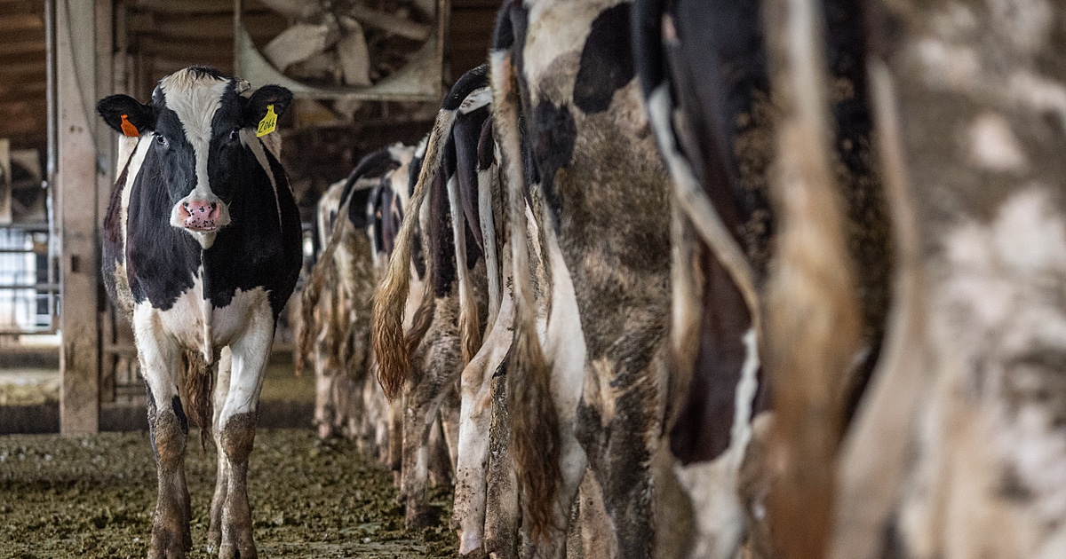 What Are Dairy Cows and How Long Do They Live?