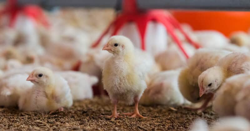 How Many Poultry Farms Are There in the U.S.?