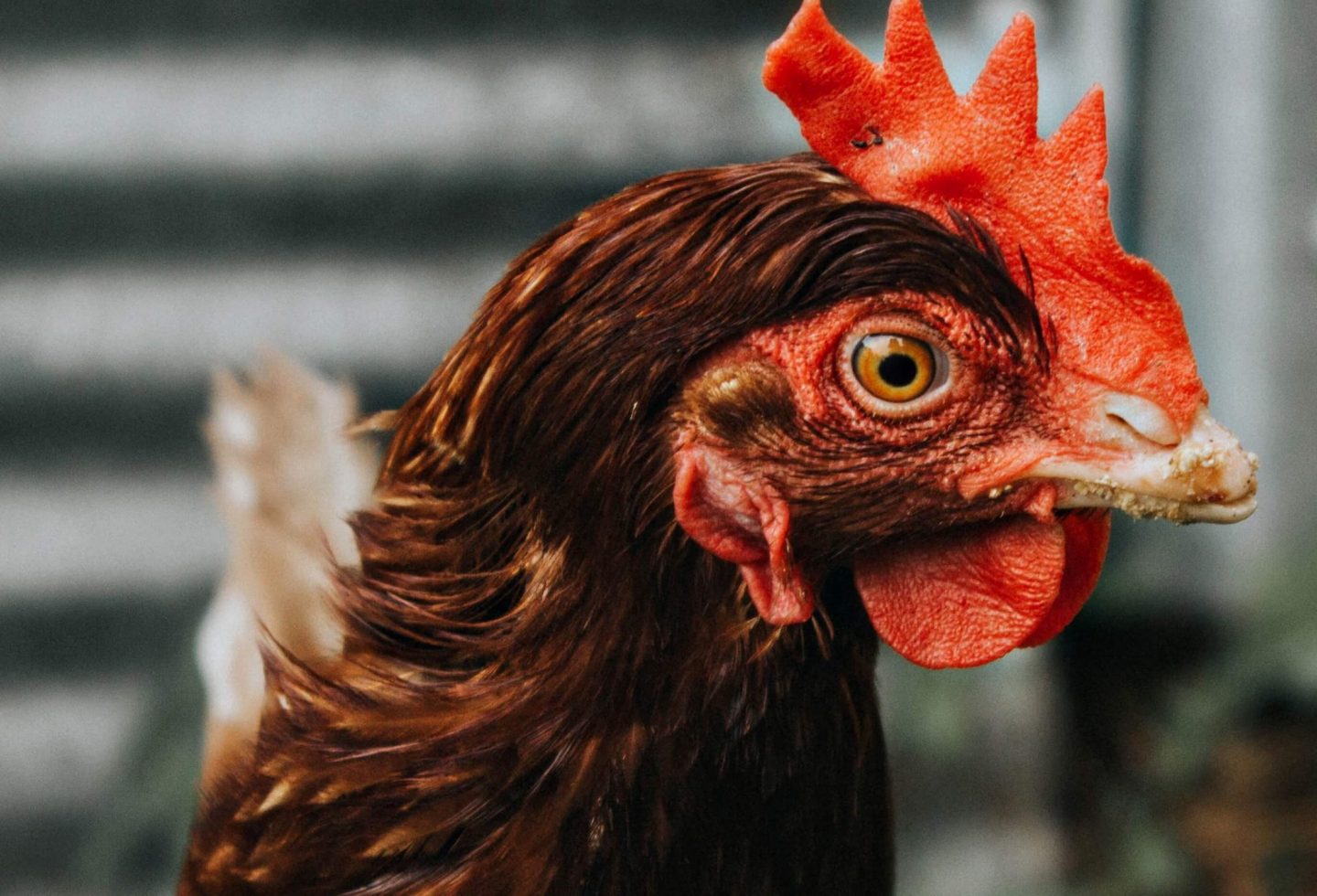 chicken animal equality