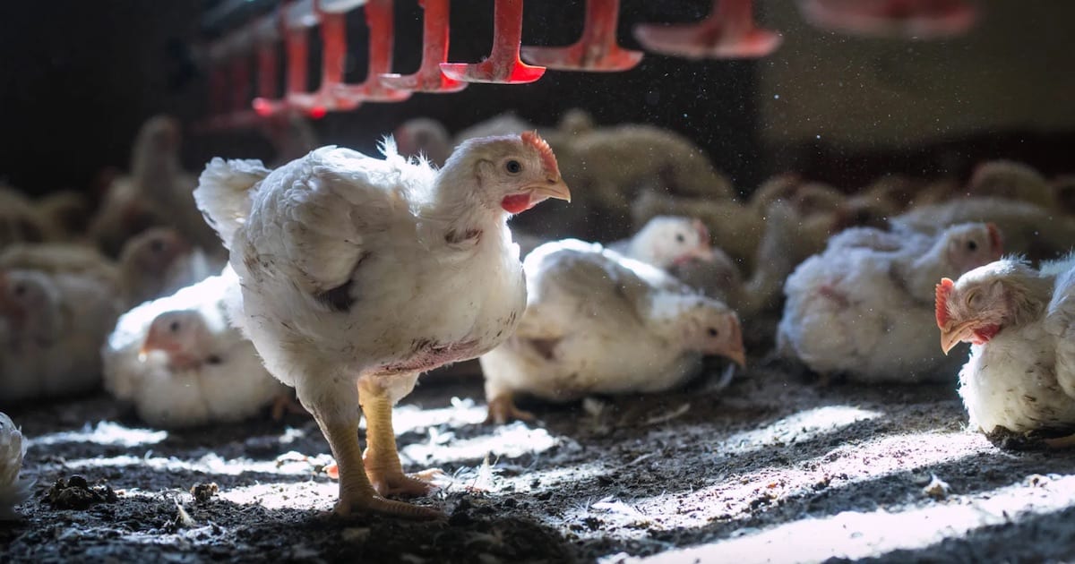 Download Poultry Farming The Shocking Reality Of Factory Farmed Birds