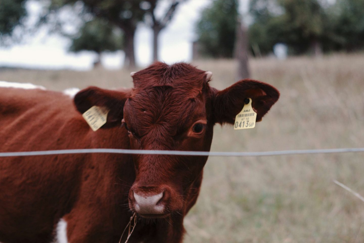 cow ear tag