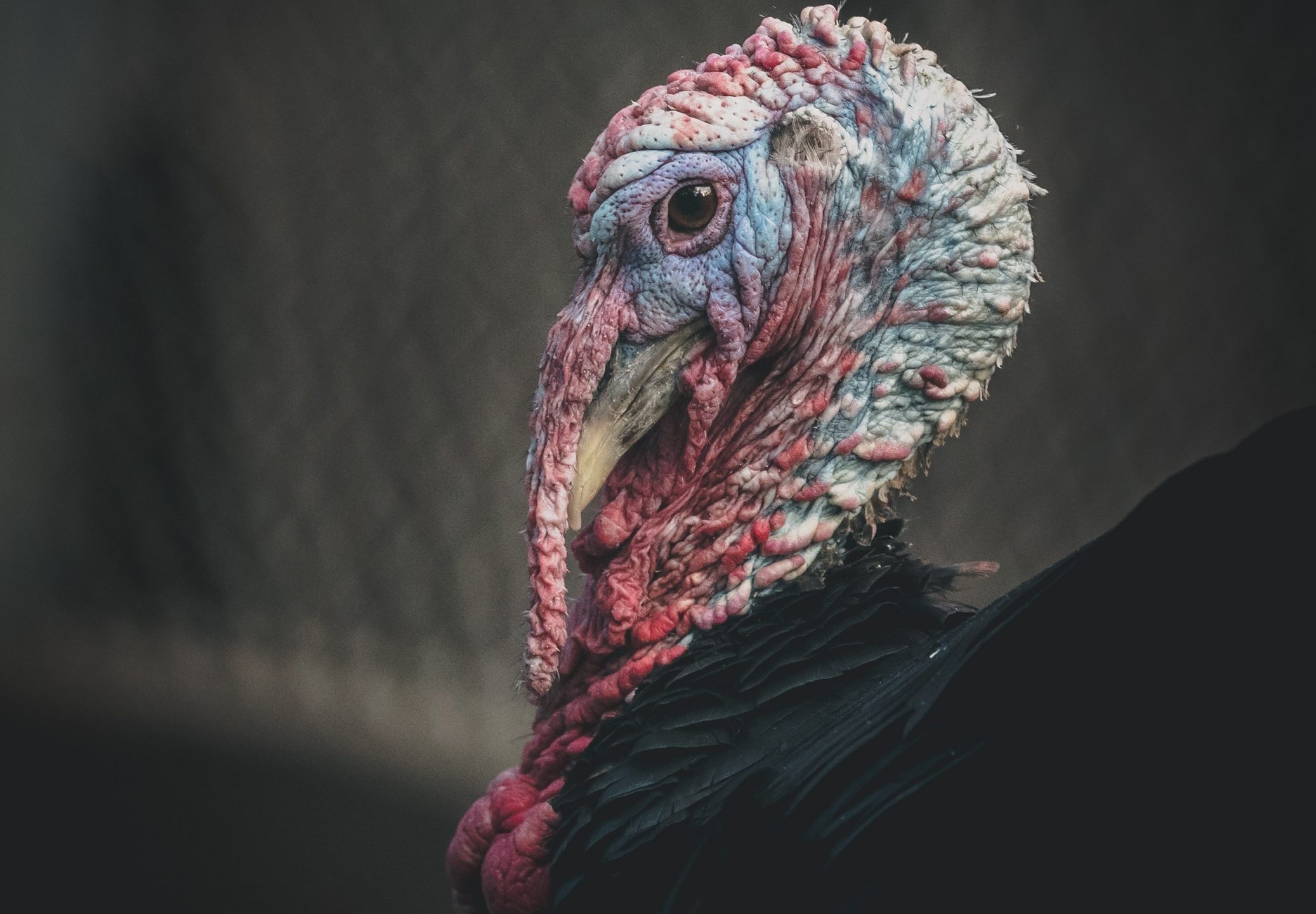 turkey Thanksgiving day