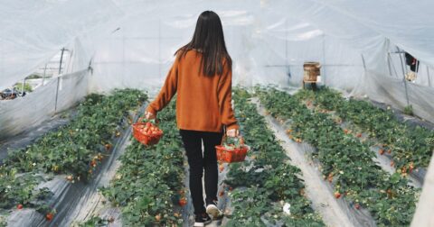 young girl carrying harvest of strawberries in a greenhouse