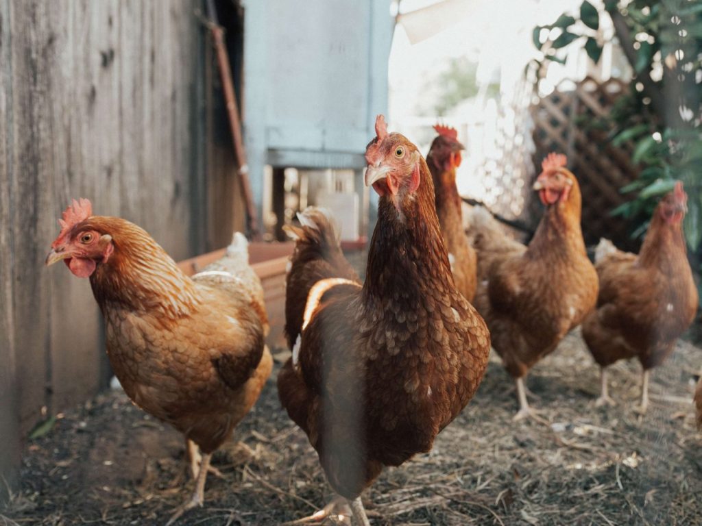 Book Review The End Of Animal Farming By Jacy Reese