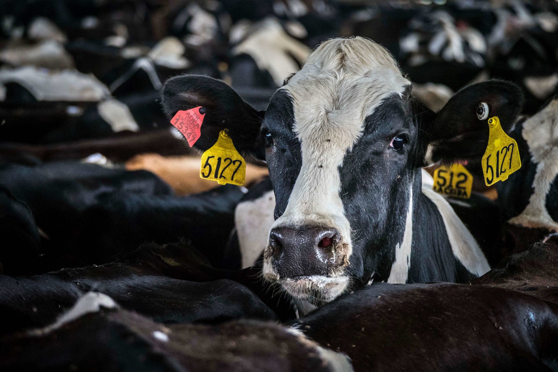 dairy cow farm