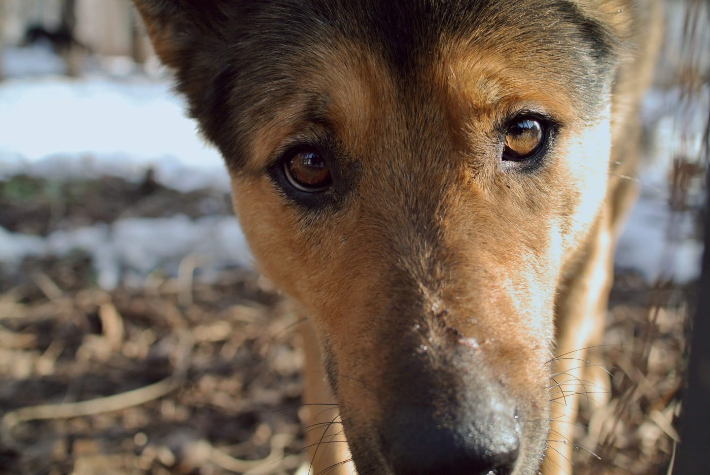 dog close eyes