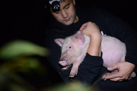 open rescue pig