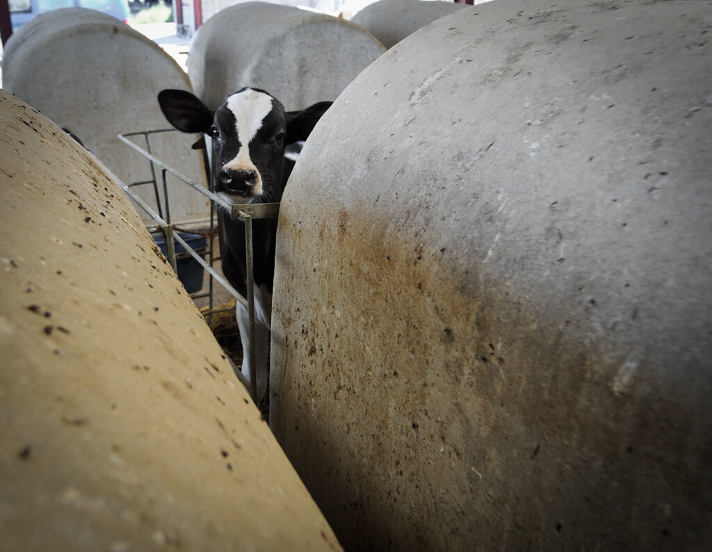 calf veal farm