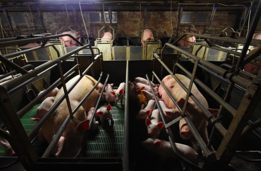 pig farming gestation crates