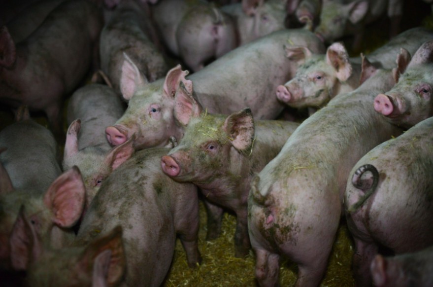 piglets separated from mothers on pig farms