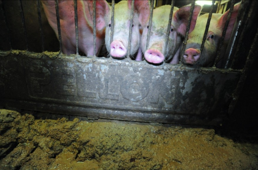 pig farming abuses and cruelty