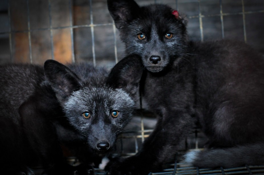 what is fur farming
