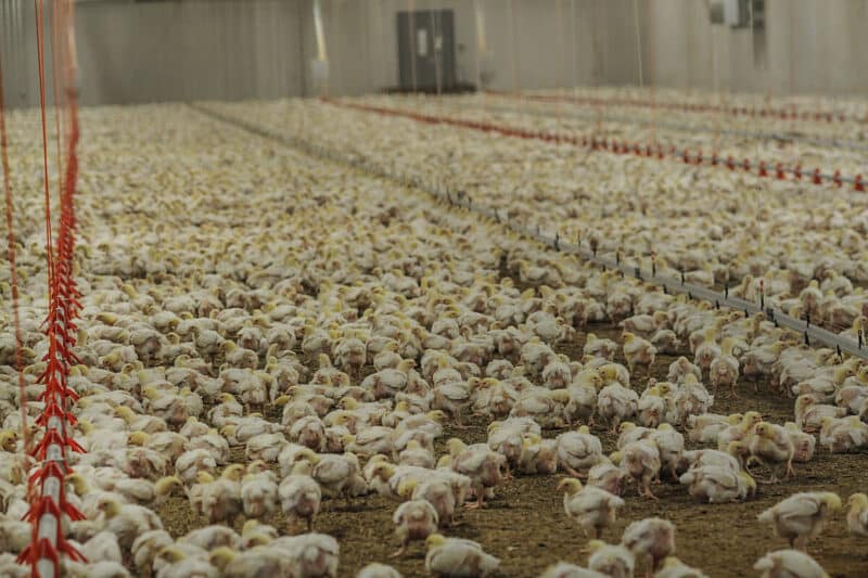 Animal Rights Why Is It Important and What Are Some Examples?