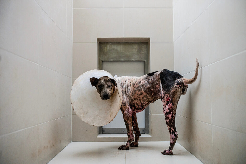 Animal Cruelty What Is Animal Cruelty And How To Recognize It 2022 