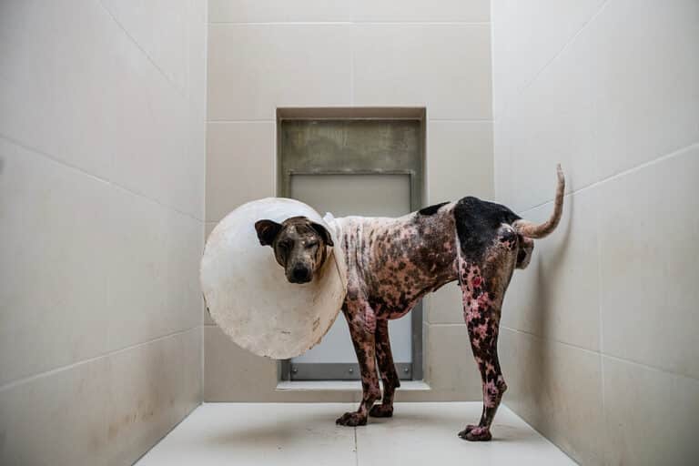 animal-cruelty-what-is-animal-cruelty-and-how-to-recognize-it