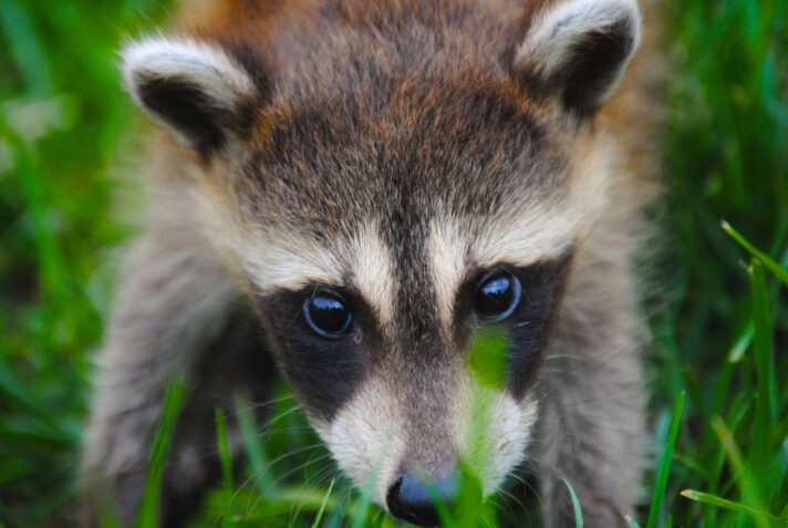 raccoon outside grass