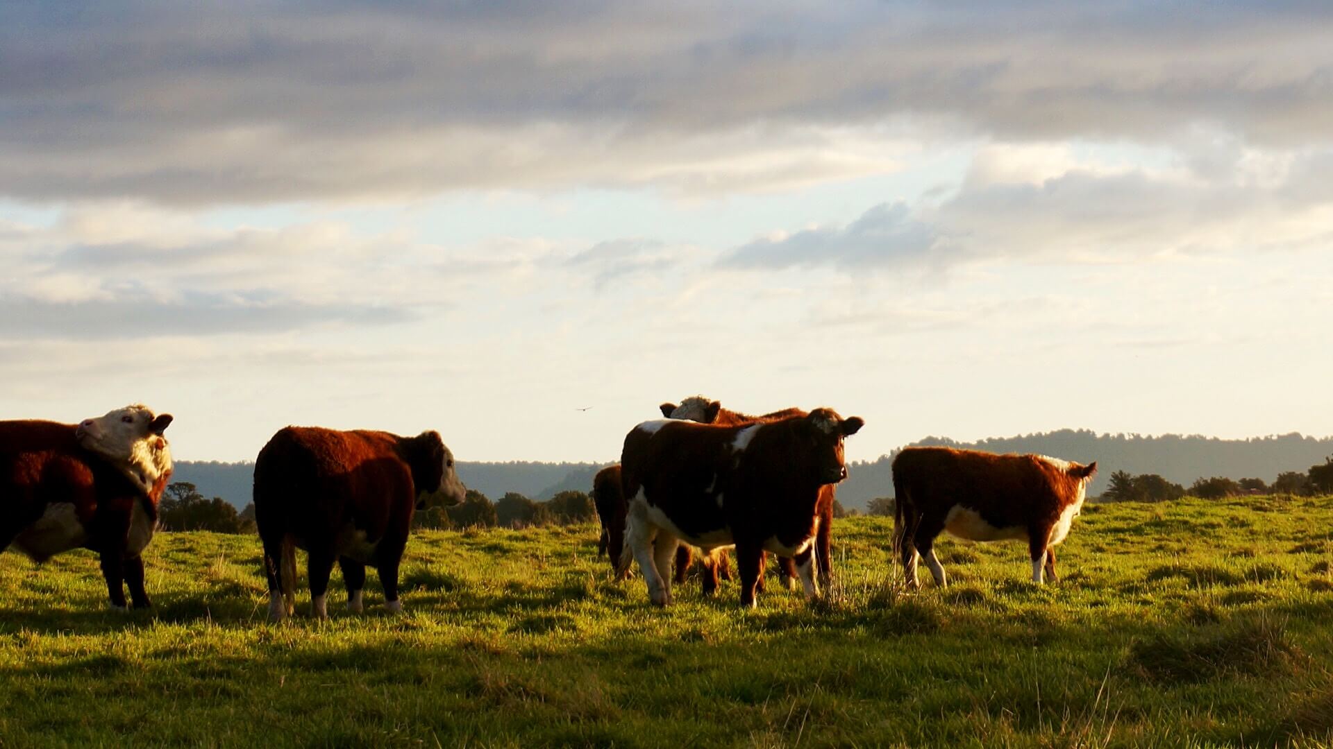 cow herd field