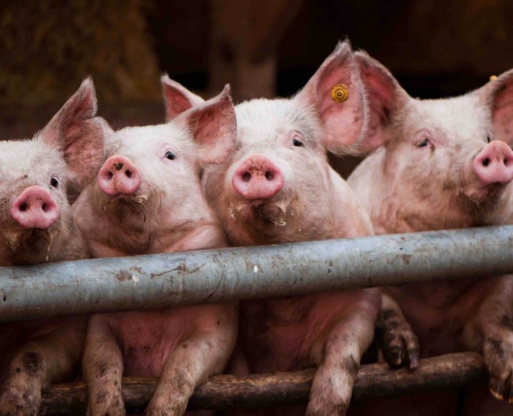 pig farm animal