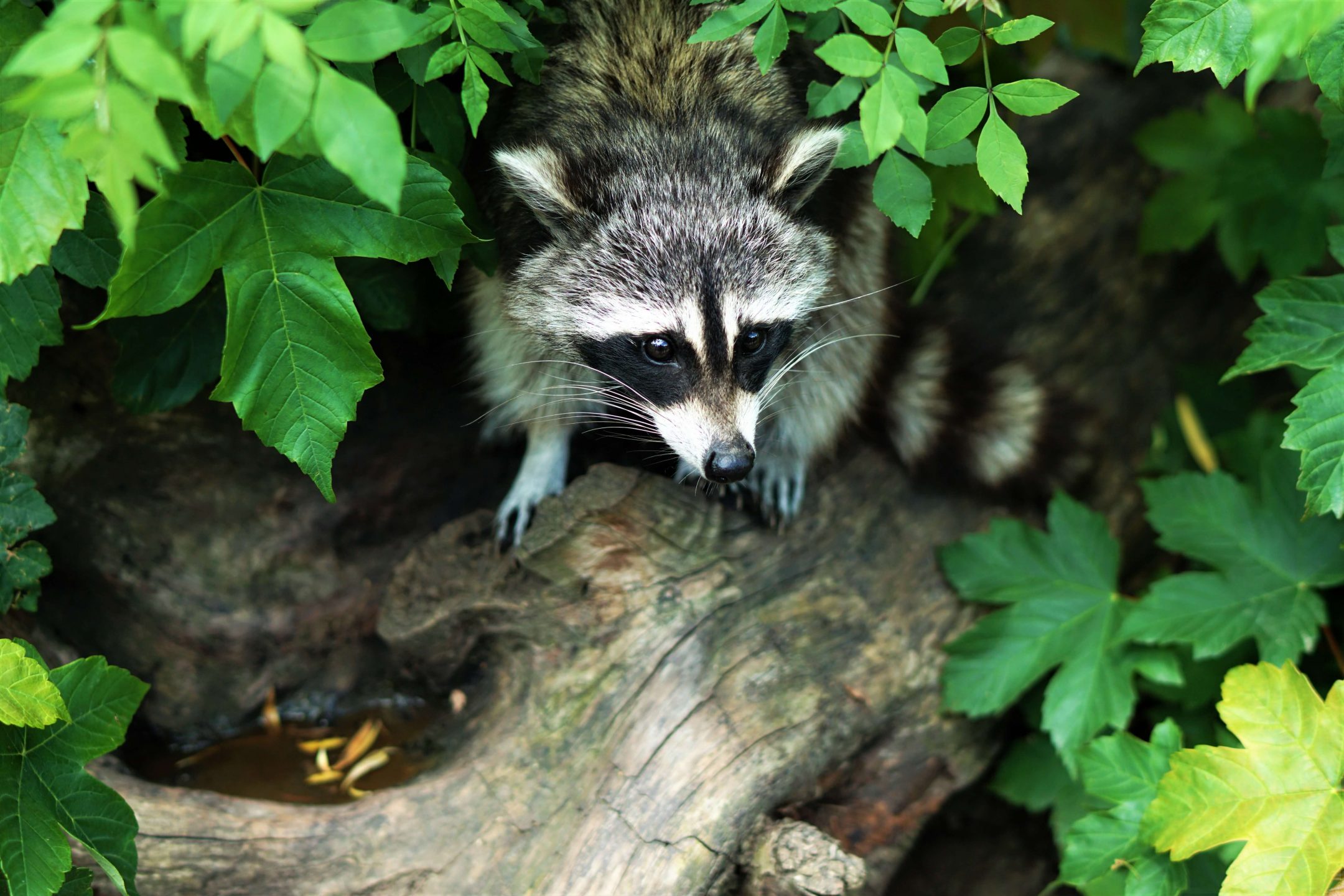 raccoon hiding tree