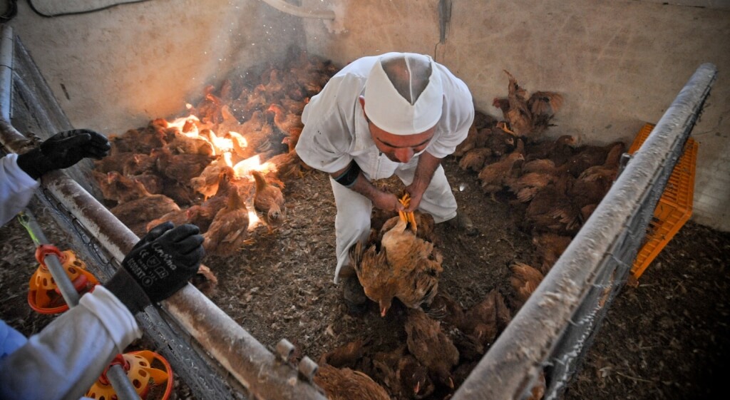 free range chicken