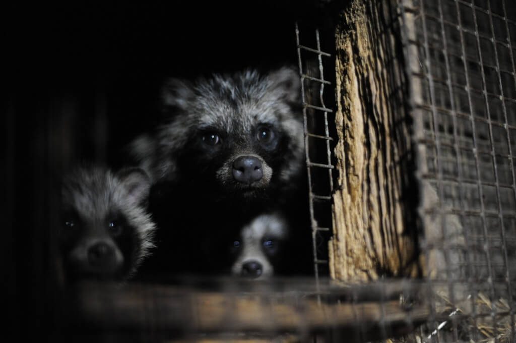 fur animals cage