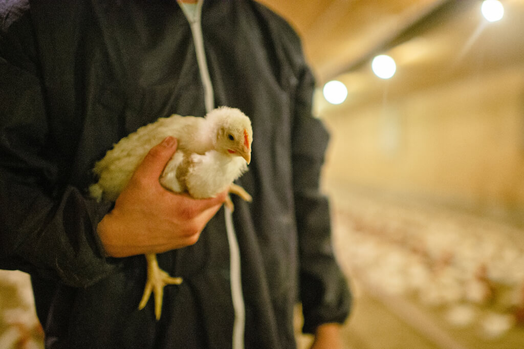 man holding chicken