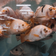 Various fish in the water