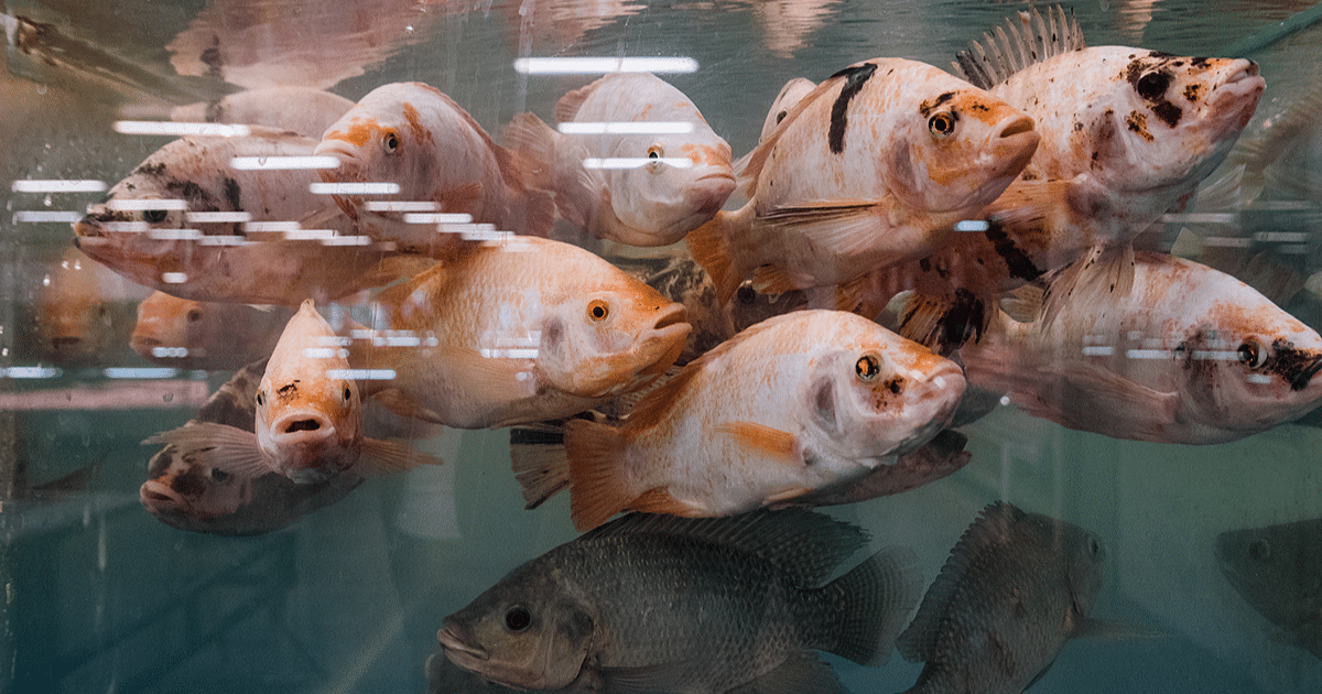 What Fish Farming Really Means for the Environment, Animals and People