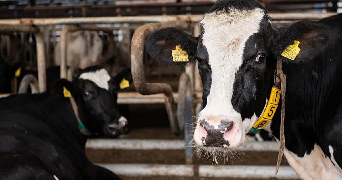 What Are the Environmental Impacts of Dairy Farming?
