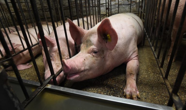 Animal Welfare And Animal Rights Can They Co Exist And How