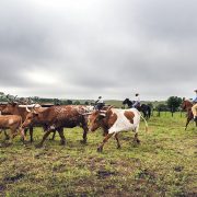 national cattlemen's beef association scared of plant-based meat alternatives