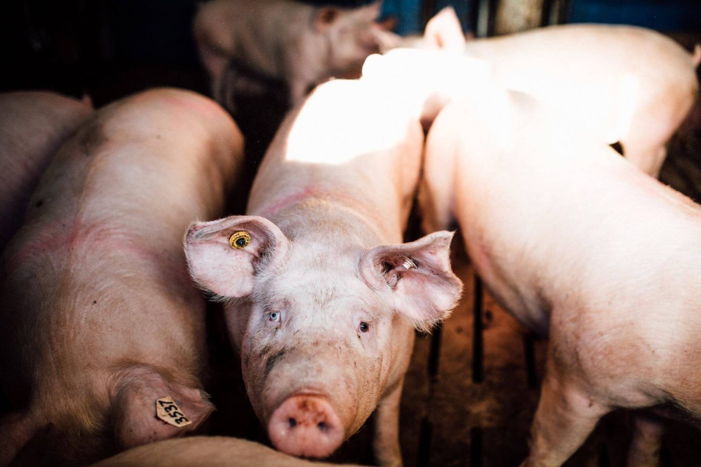 pig farm Canada