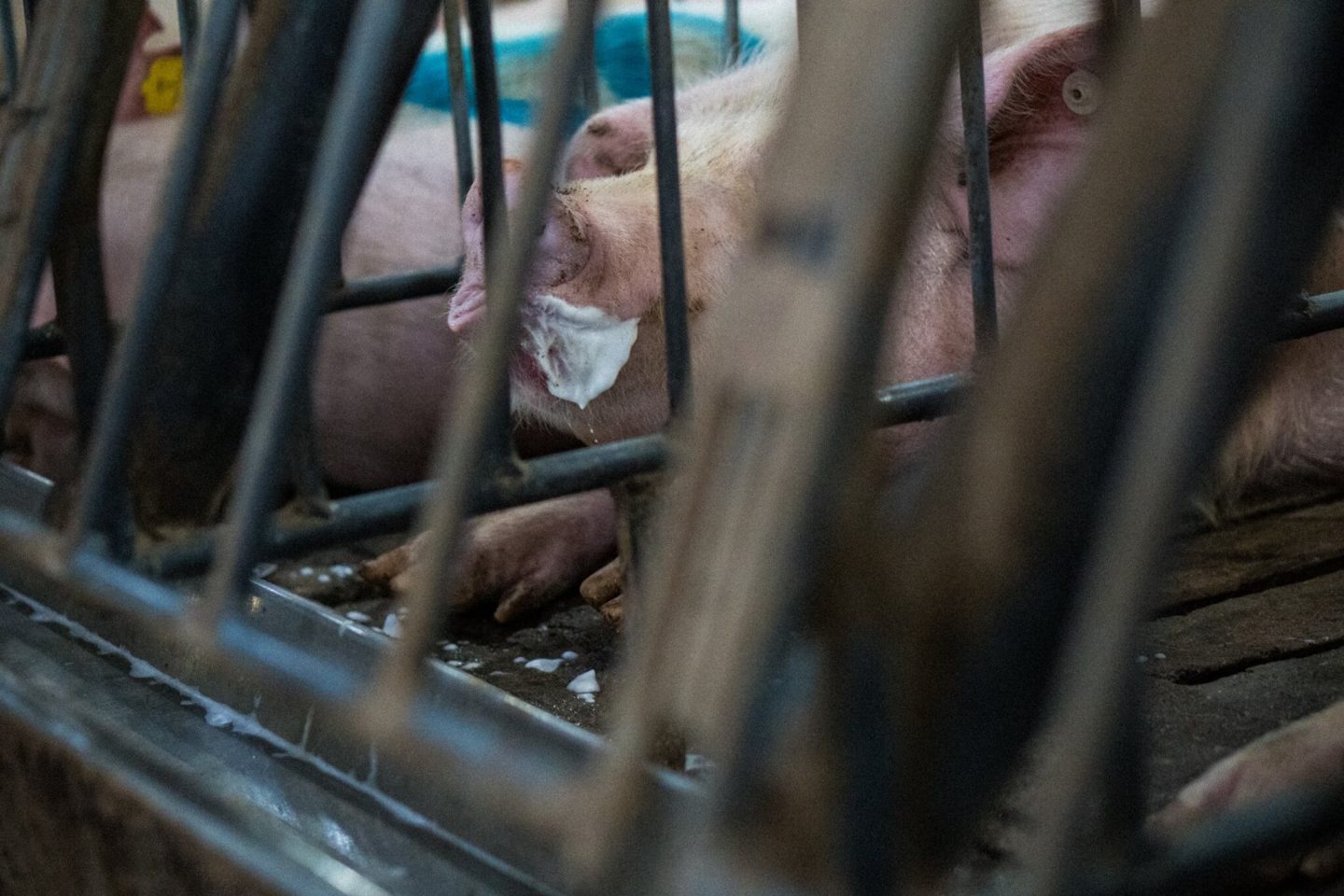 pig cruelty farm