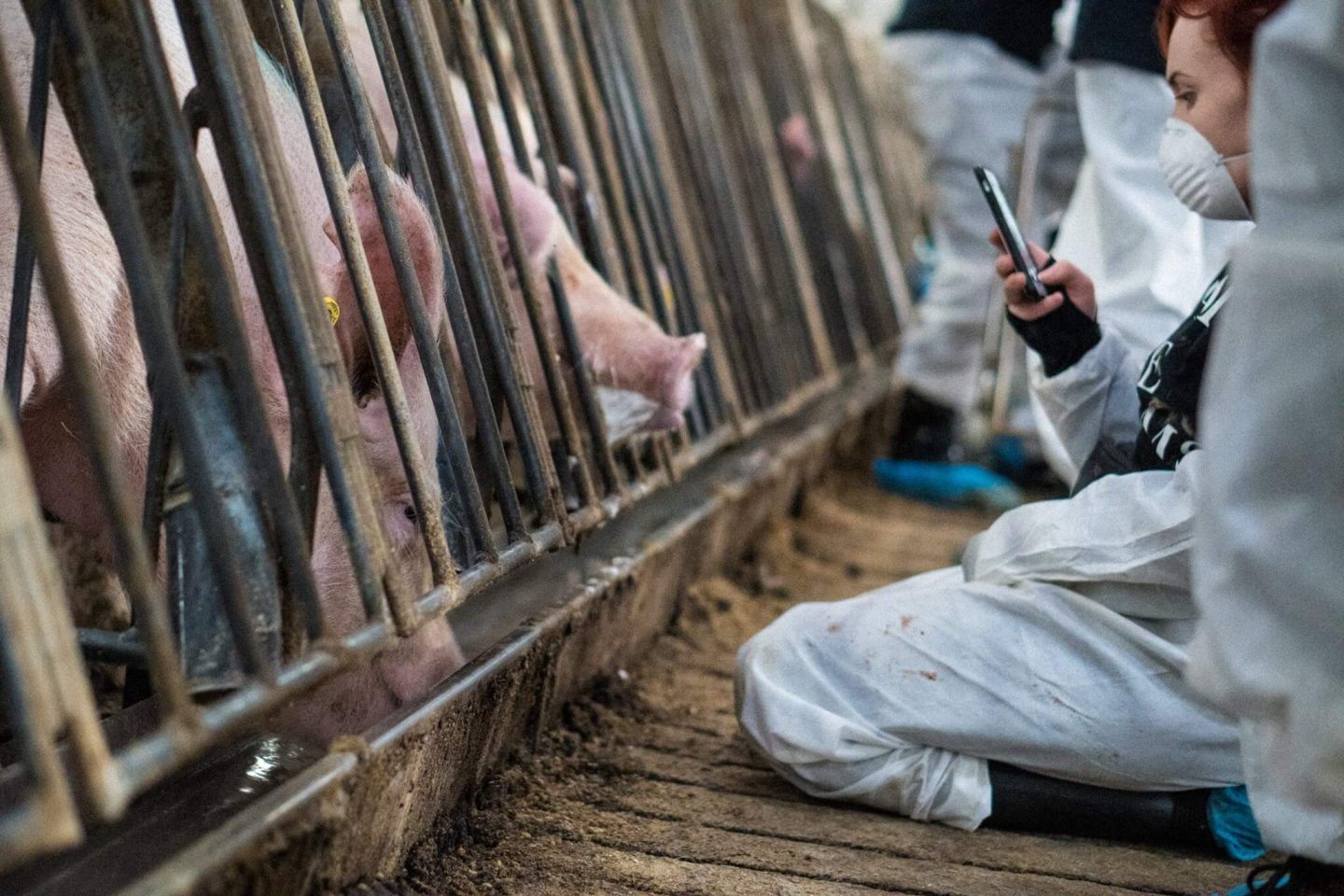 activist pig farm
