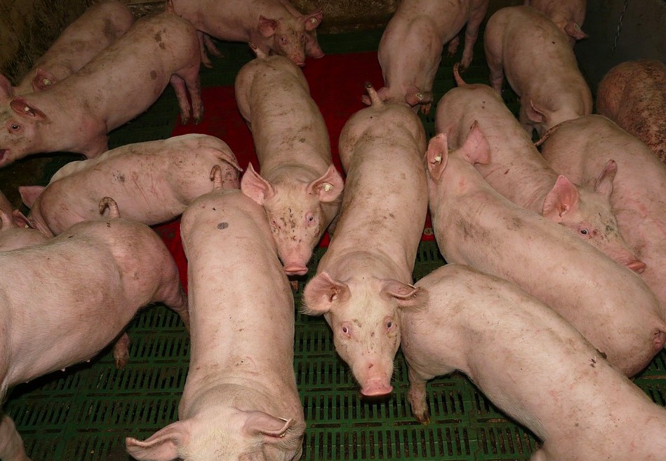 animal agriculture pigs