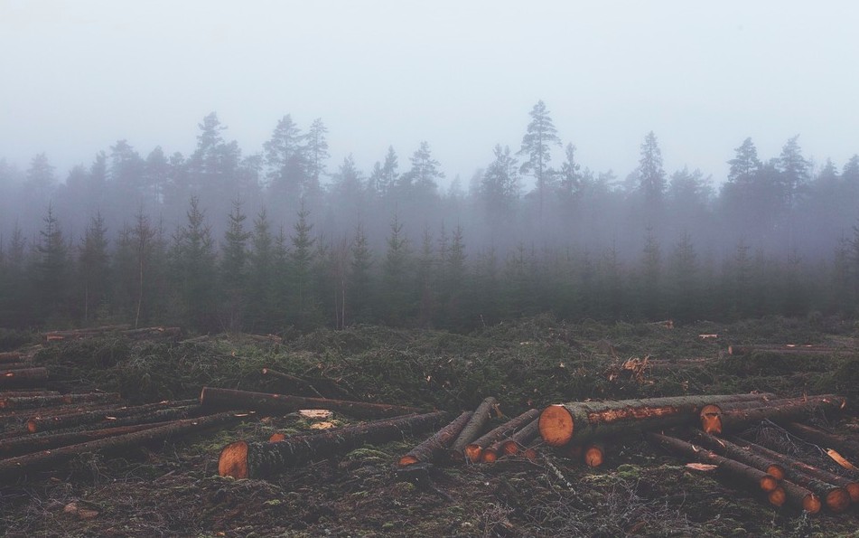 deforestation and animal agriculture